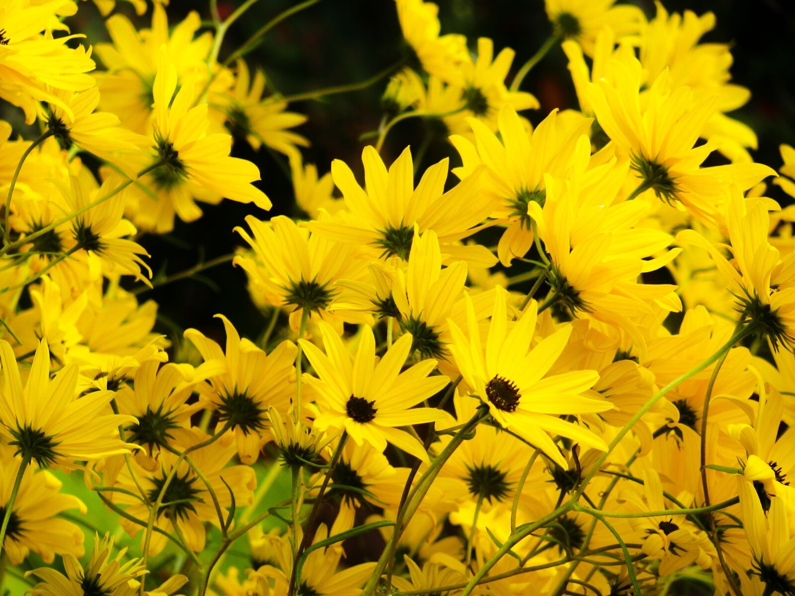 Canon POWERSHOT SX100 IS sample photo. Yellow, flowers, garden photography