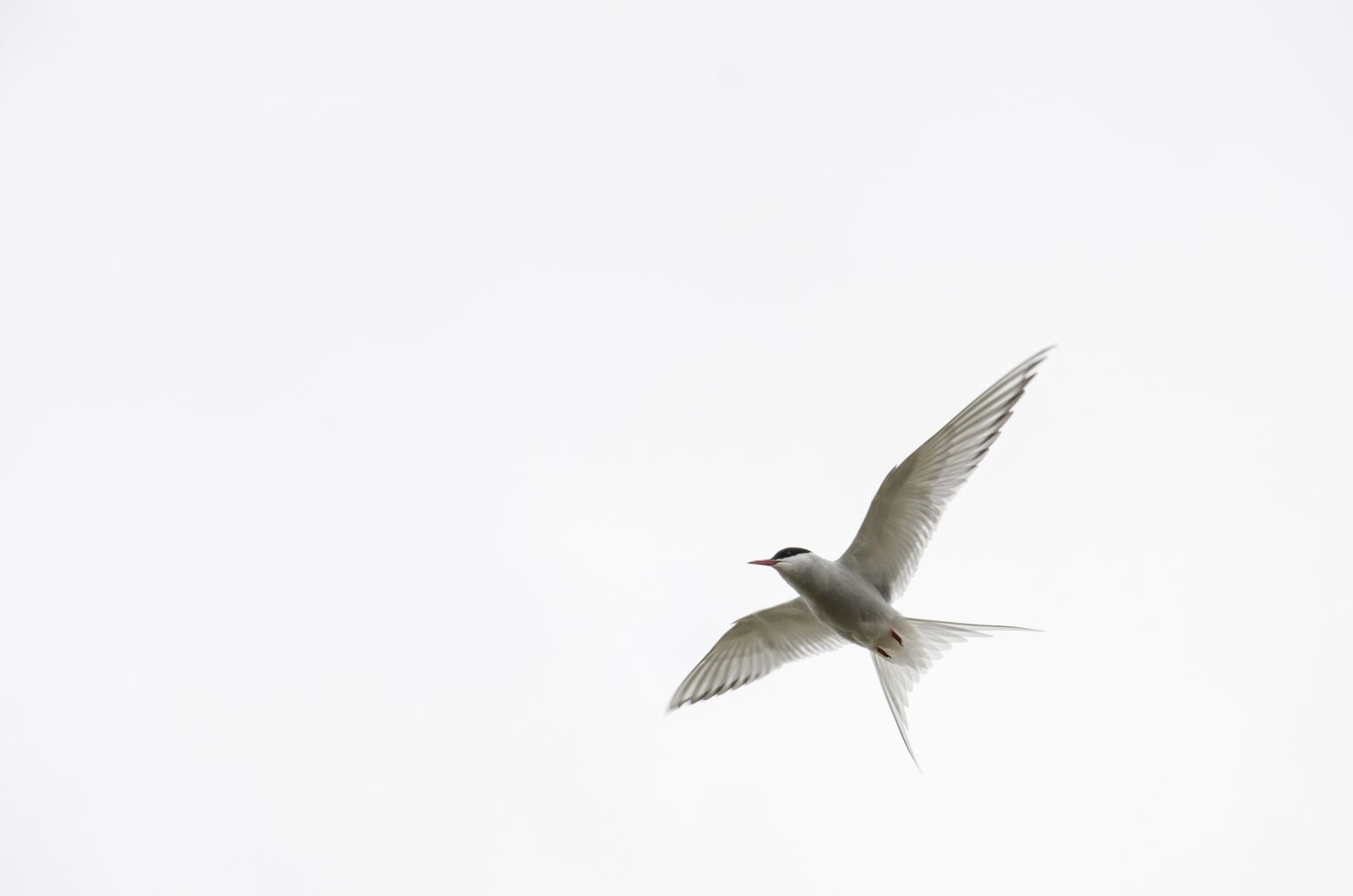 Nikon D7000 sample photo. Bird, sky, nature photography