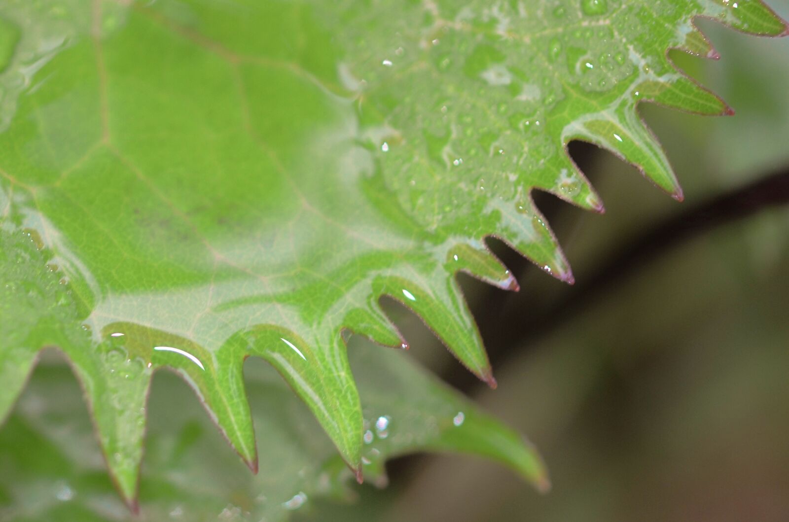 Nikon D7000 sample photo. Leaf, drops, green photography