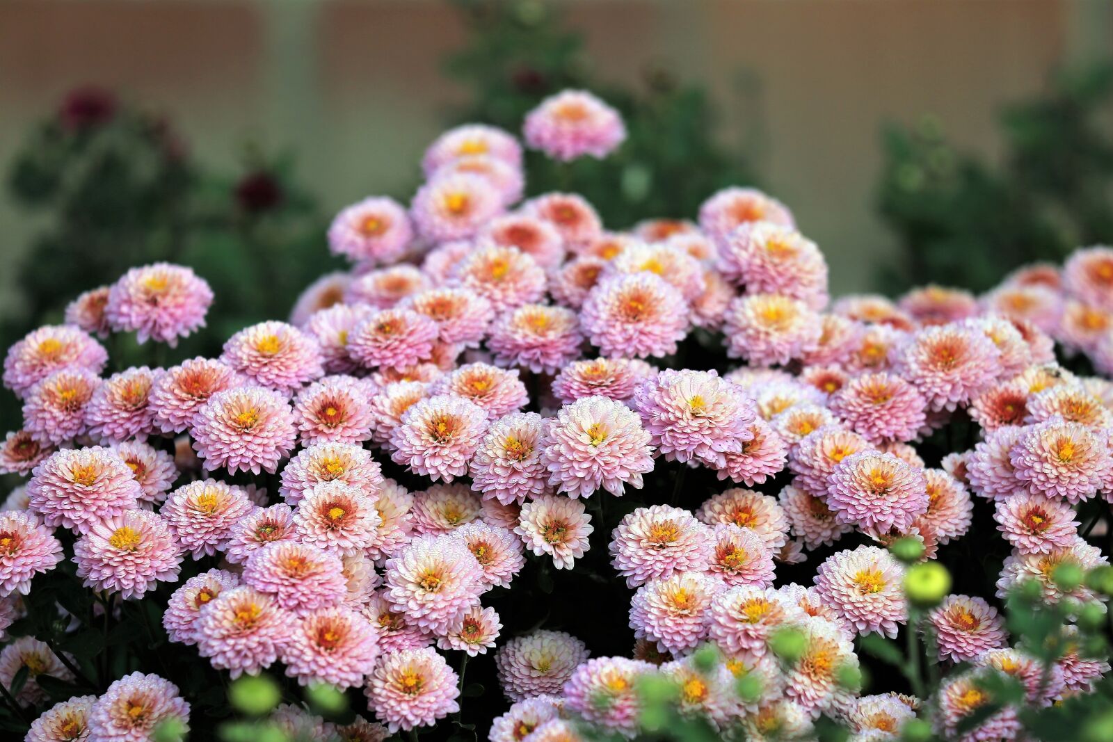 Canon EF 70-300 F4-5.6 IS II USM sample photo. Pink chrysanthemum, flowers, plant photography
