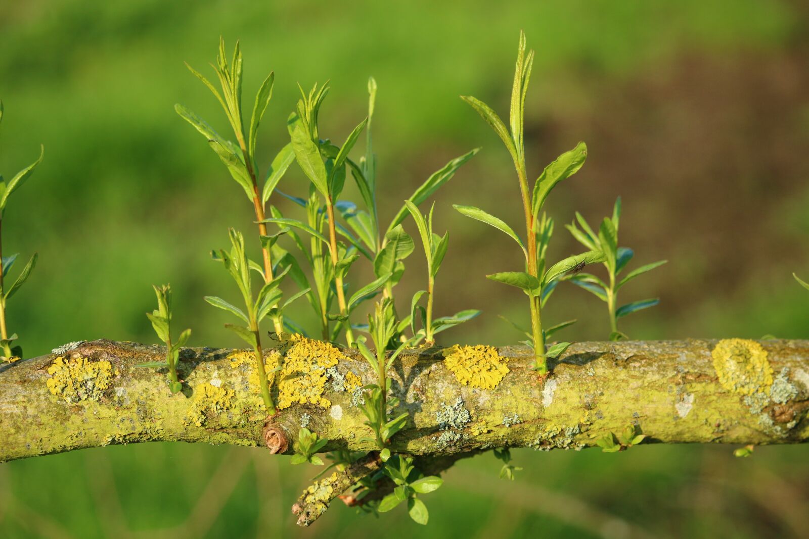 Canon EOS 100D (EOS Rebel SL1 / EOS Kiss X7) sample photo. Pasture, tree, branch photography
