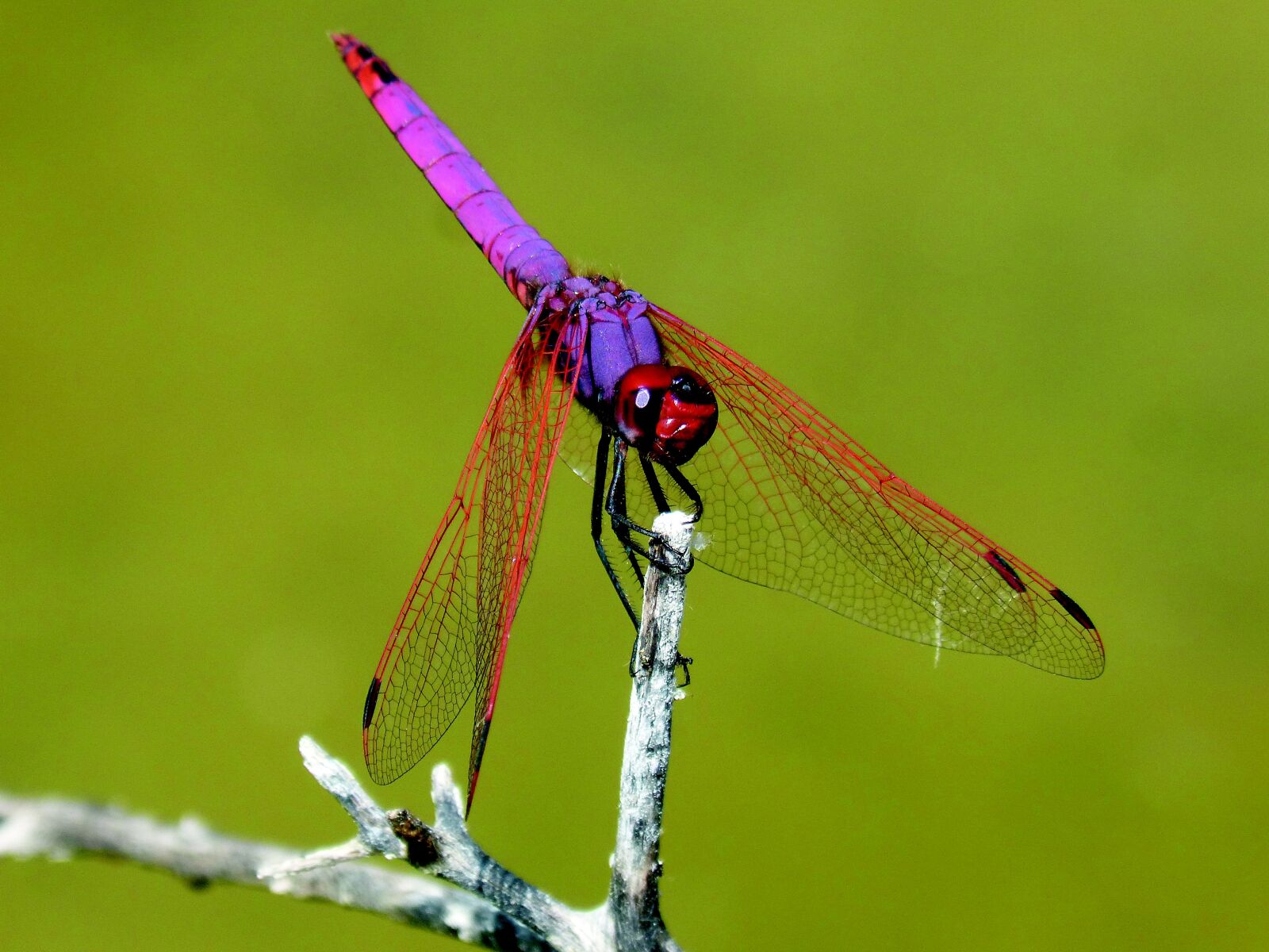 Panasonic DMC-FZ62 sample photo. Red dragonfly, pipe vinous photography