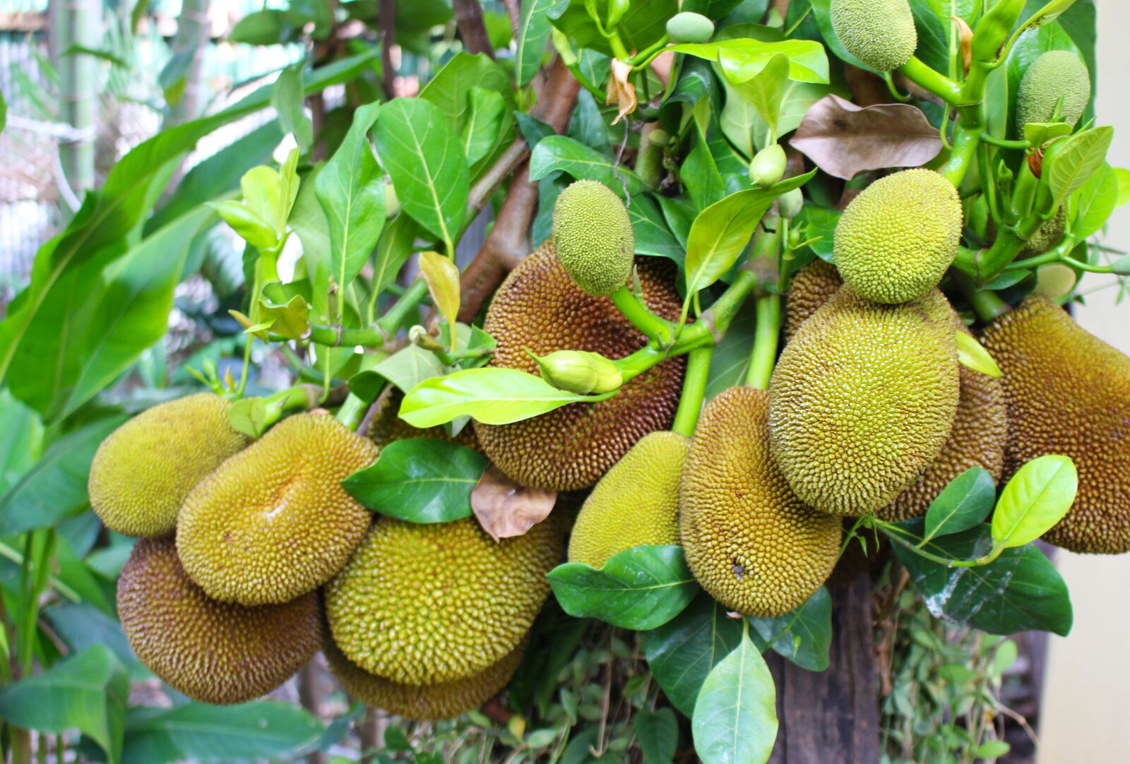 Canon EOS 700D (EOS Rebel T5i / EOS Kiss X7i) sample photo. Nangka, jackfruit, fruit photography