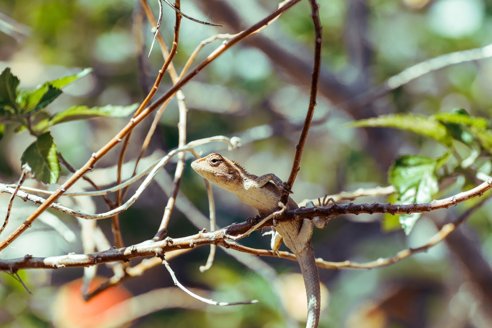 Tamron SP 90mm F2.8 Di VC USD 1:1 Macro sample photo. Animals, nature, natural photography