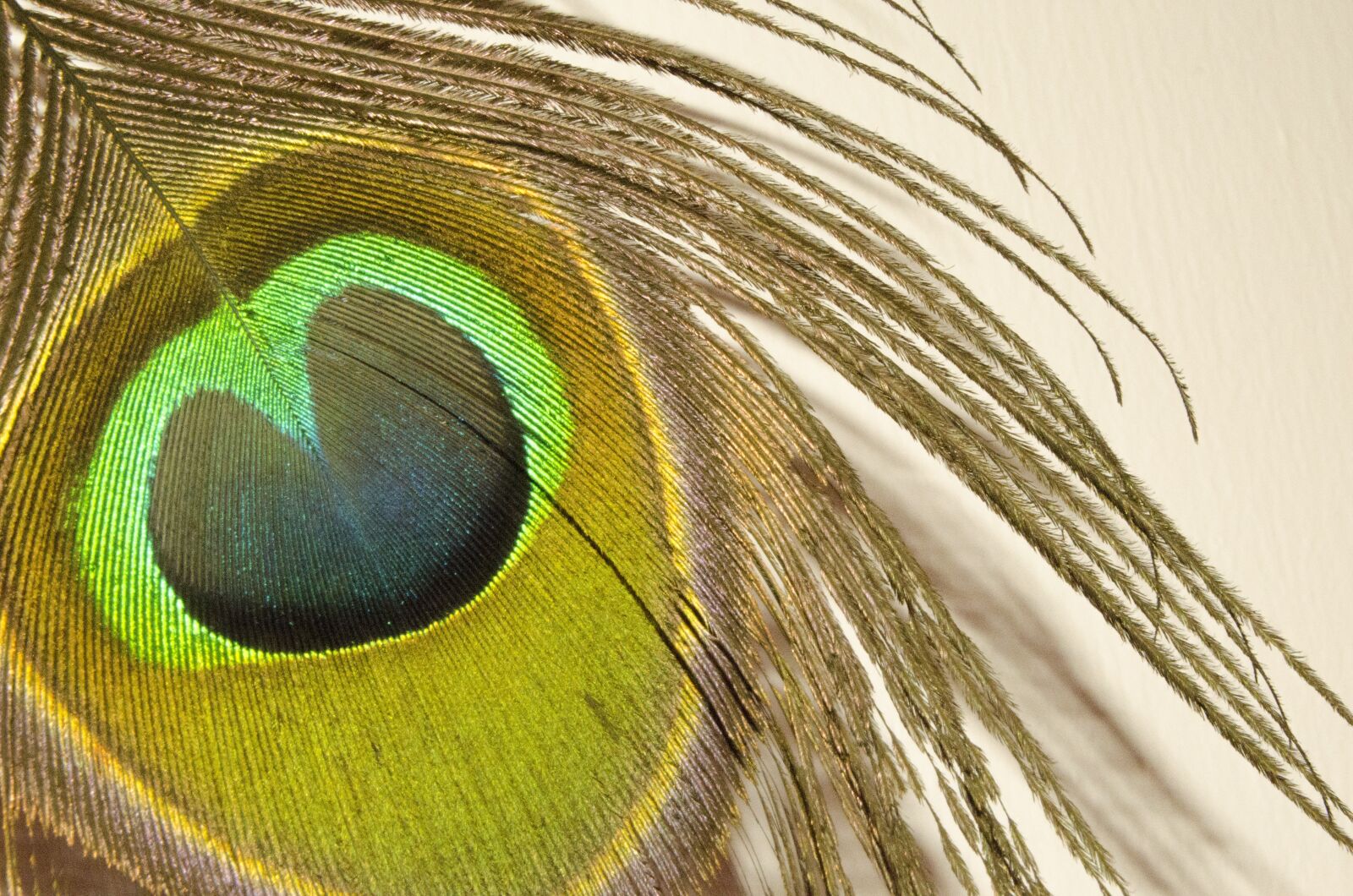 Nikon D7000 sample photo. Peacock, feather, bright photography