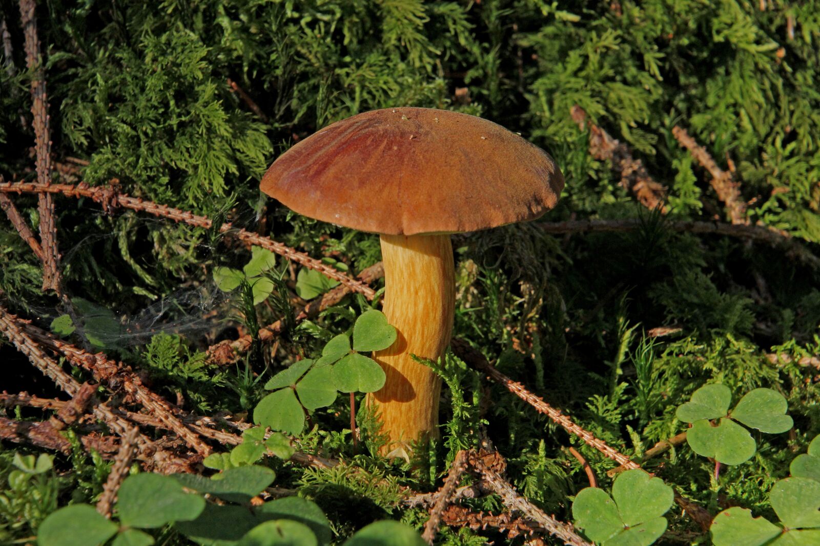 Canon EOS 60D + Tamron 16-300mm F3.5-6.3 Di II VC PZD Macro sample photo. Mushroom, forest, forest mushroom photography