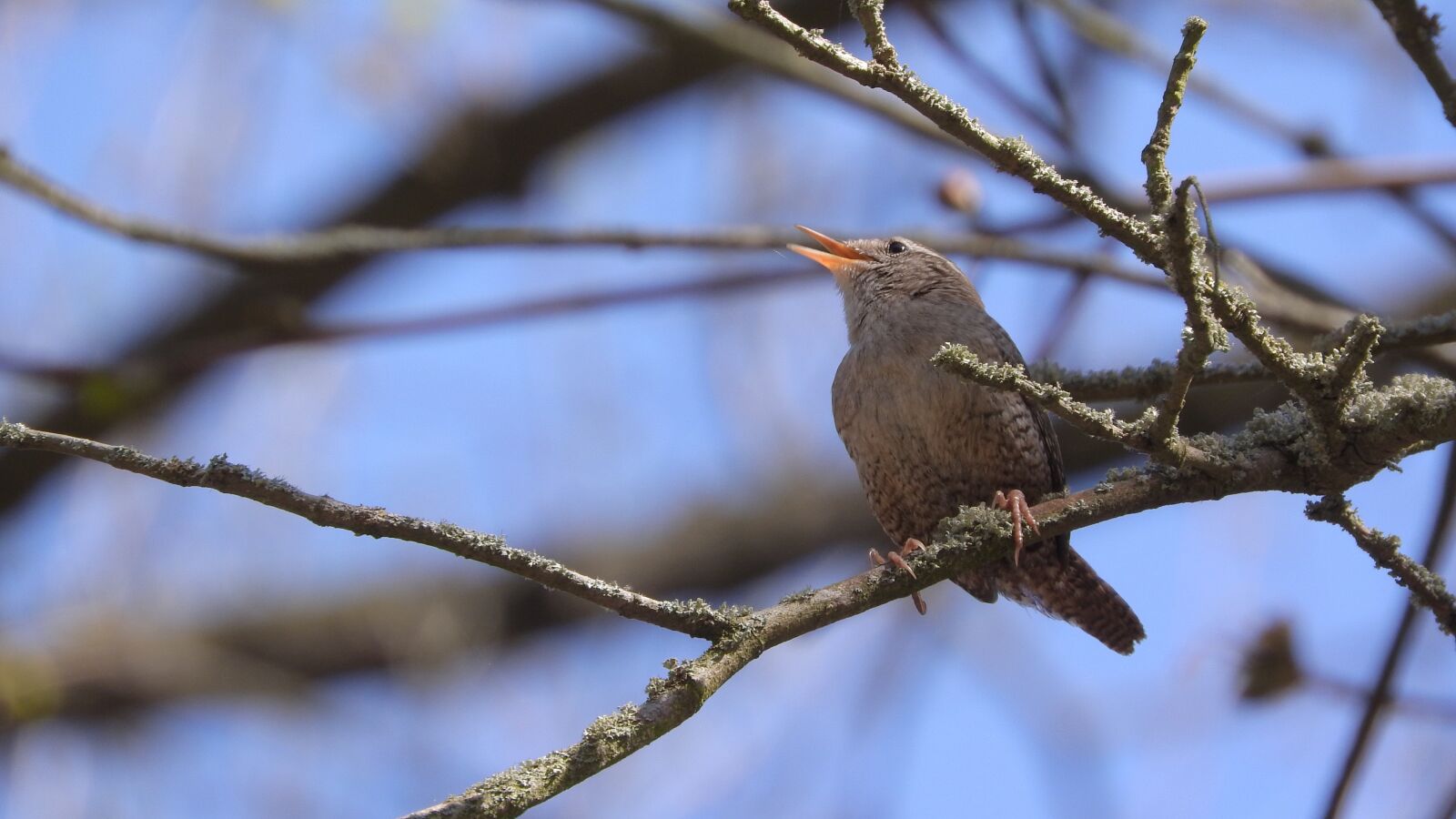 Nikon Coolpix P610 sample photo. Wren the general, troglodytes photography