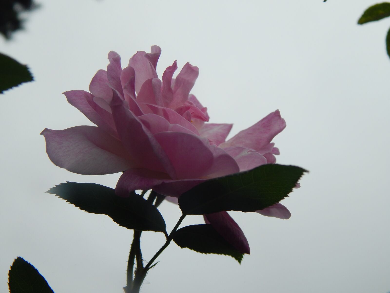 Nikon Coolpix L820 sample photo. Rosa, pink flower, open photography