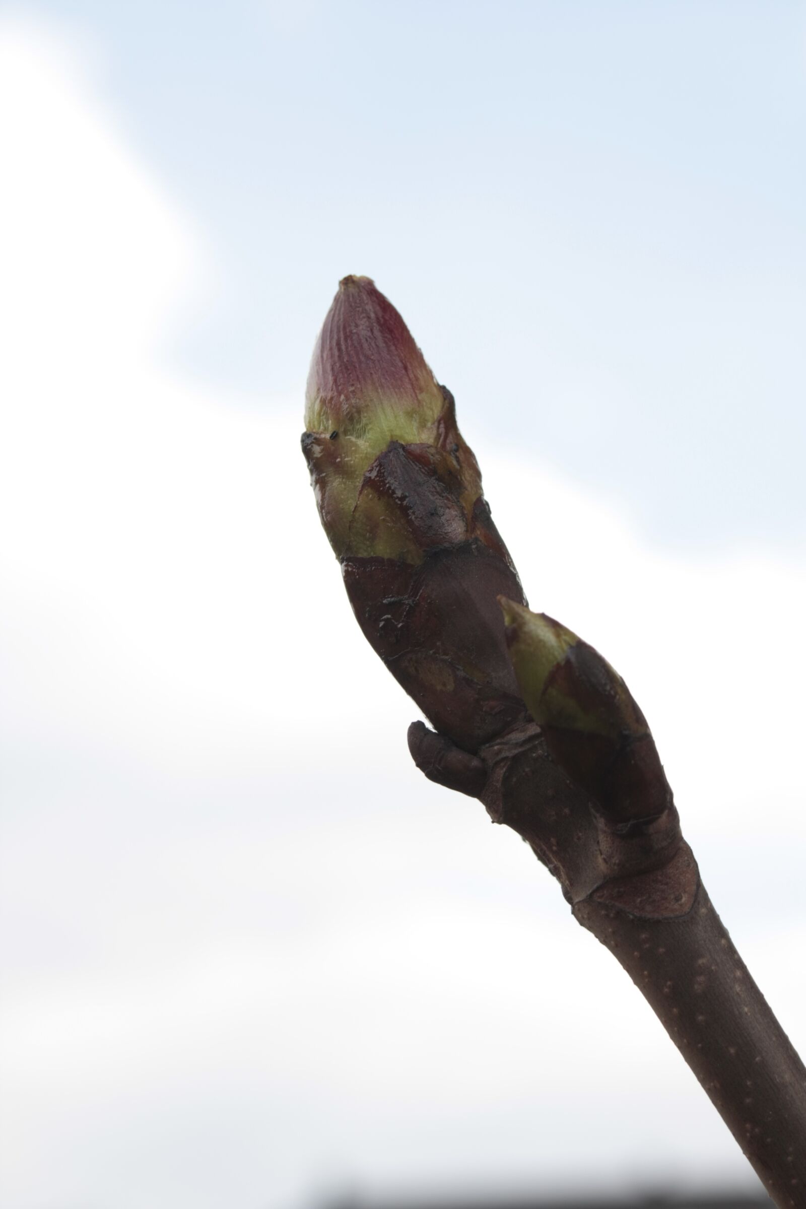 Canon EOS 450D (EOS Rebel XSi / EOS Kiss X2) sample photo. Nature, bud, plant photography