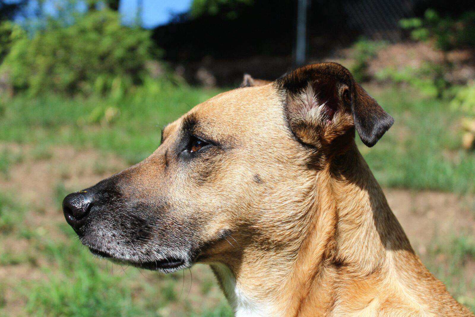Canon EOS 1200D (EOS Rebel T5 / EOS Kiss X70 / EOS Hi) sample photo. Dog, dog head, face photography