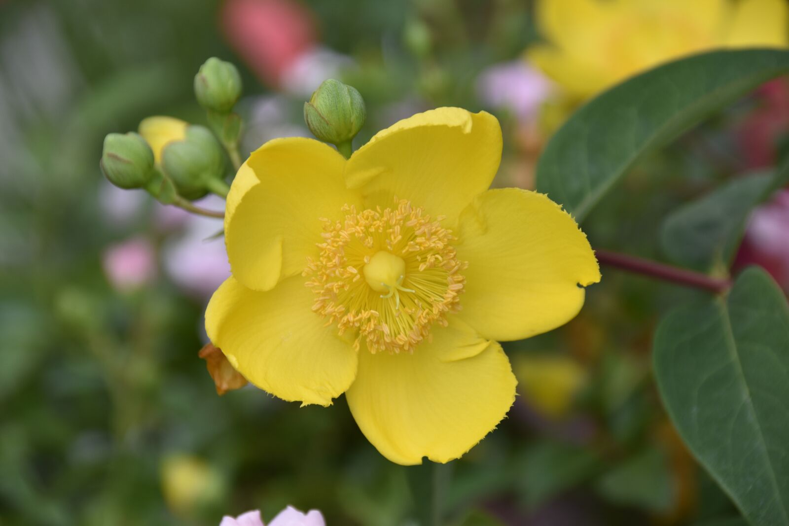 Nikon D5600 sample photo. Flower, flower st john's photography