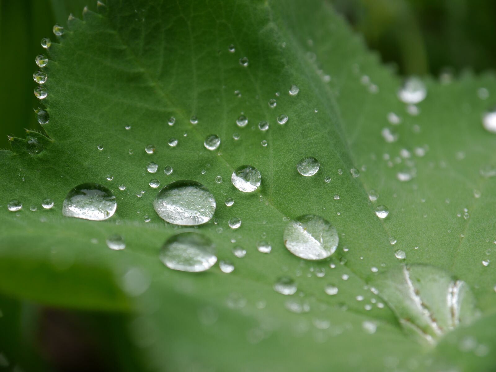 Panasonic Lumix DMC-G5 sample photo. Frauenmantel, drip, drop of photography
