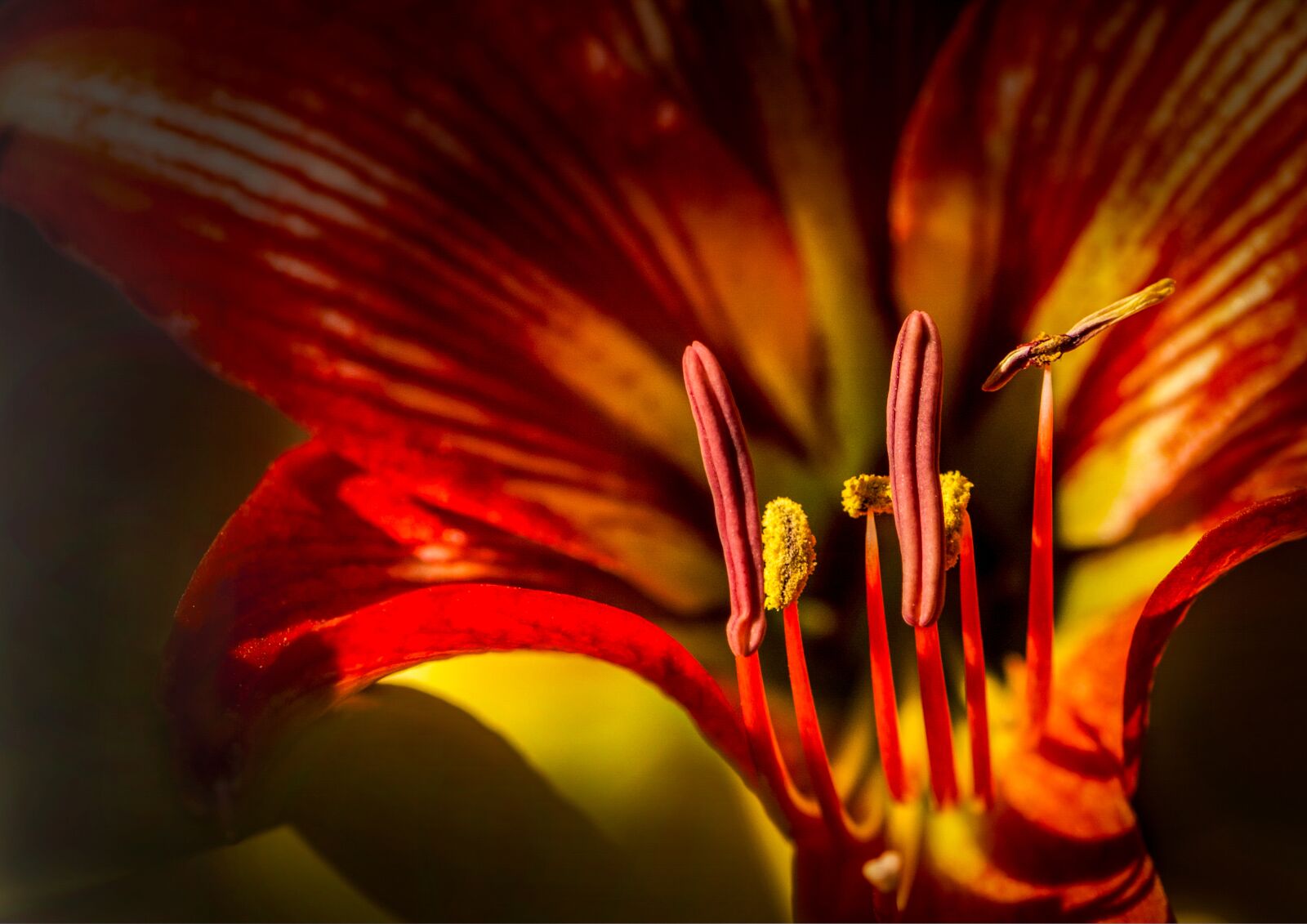 Nikon D80 sample photo. Stamens, close-up, flower photography