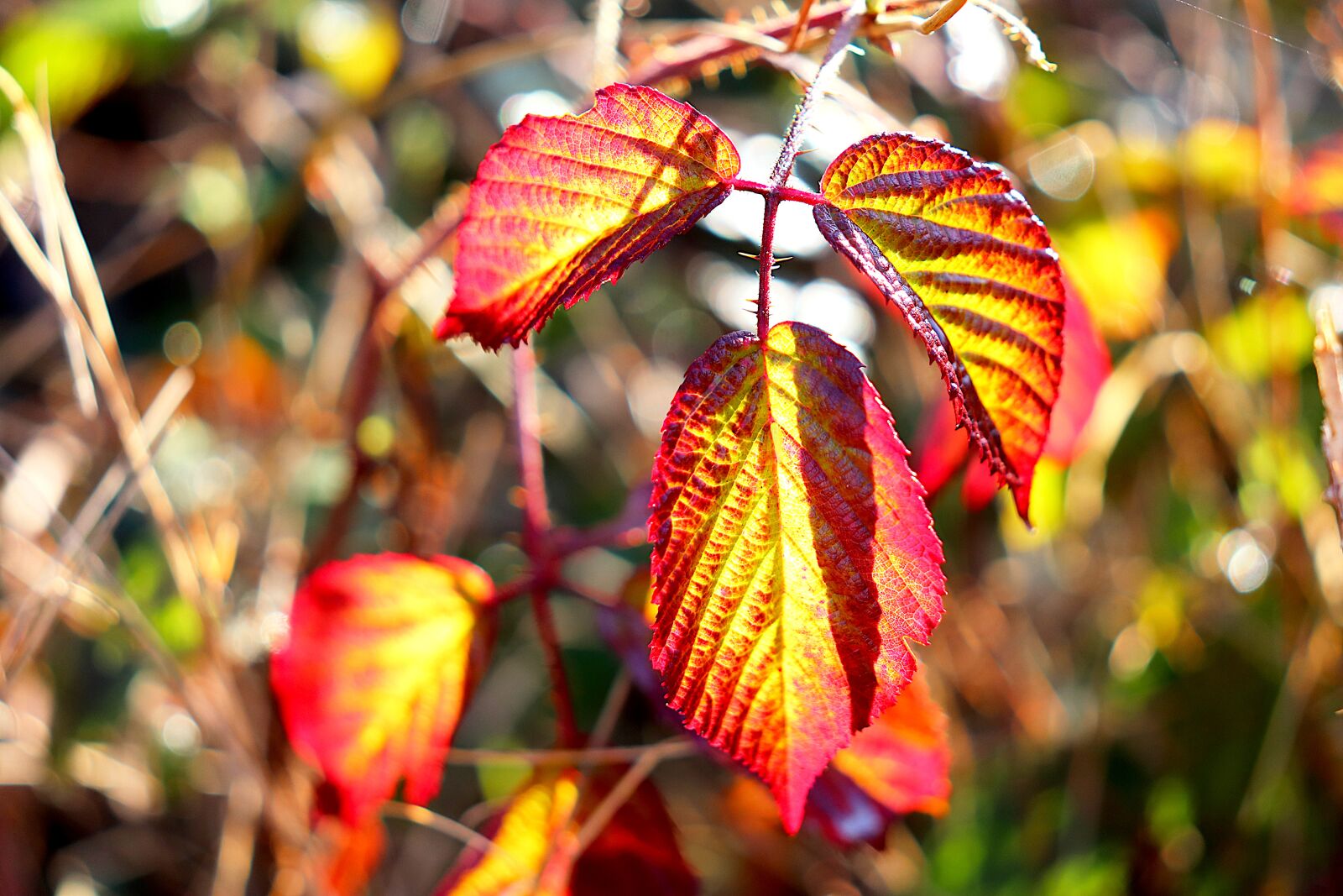 Canon EOS 800D (EOS Rebel T7i / EOS Kiss X9i) sample photo. Leaves, trees, plants photography