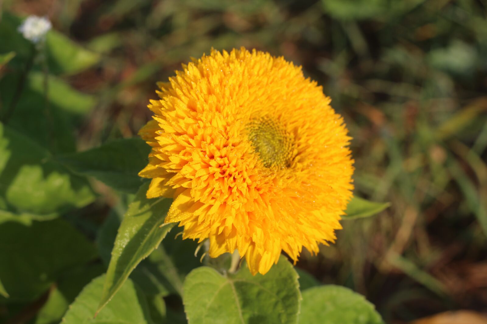 Canon EOS 1200D (EOS Rebel T5 / EOS Kiss X70 / EOS Hi) sample photo. Sunflower, yellow, spotted photography
