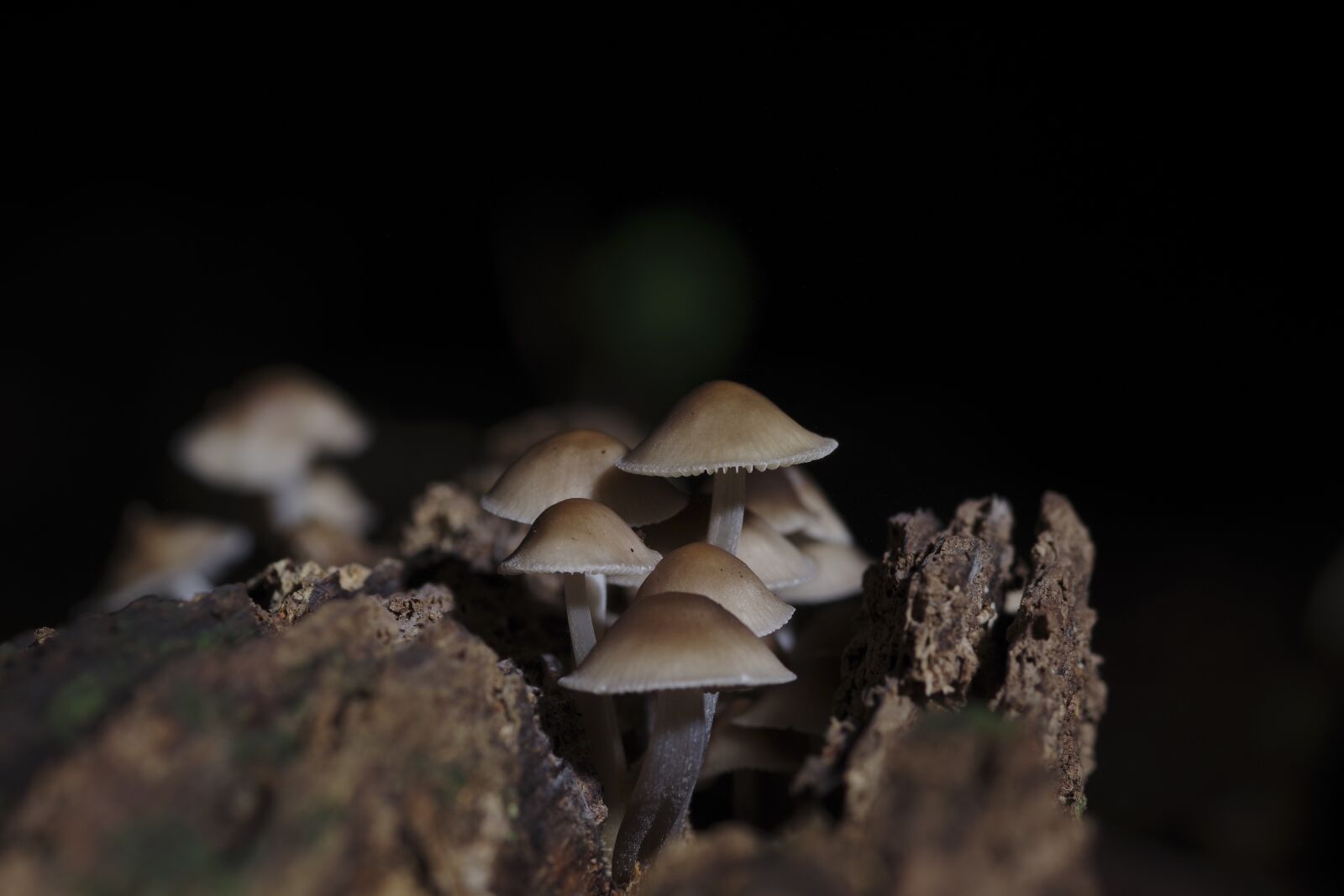 Pentax K-70 sample photo. Mushroom, sanctuary, wood photography