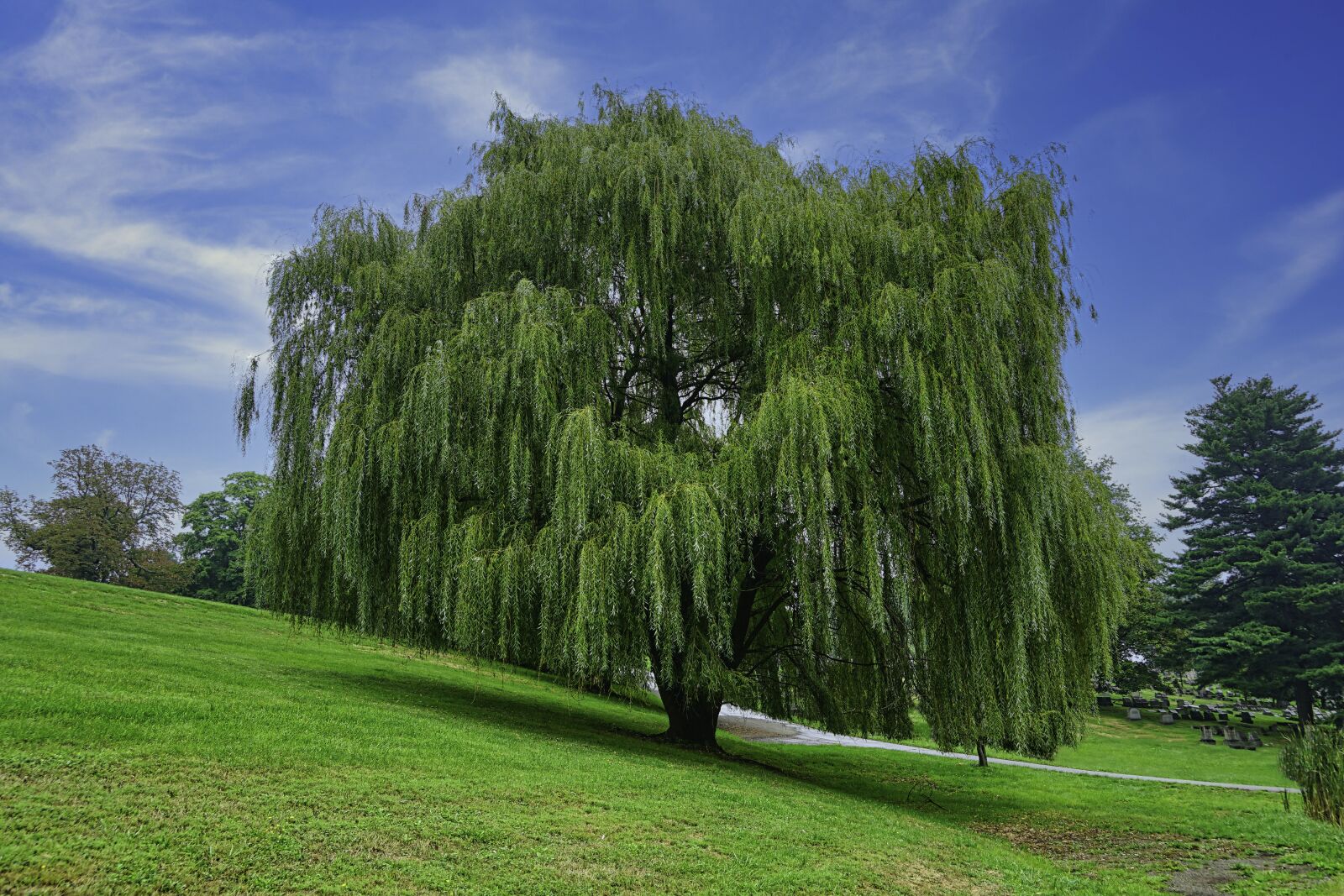 Sony a7 II + Sony FE 24-240mm F3.5-6.3 OSS sample photo. Weeping willow, tree, landscape photography