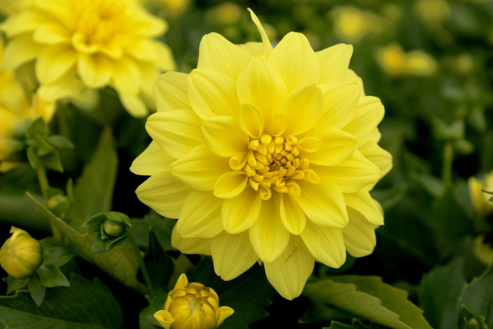 Canon EOS 1300D (EOS Rebel T6 / EOS Kiss X80) sample photo. Dahlia, yellow flowers, summer photography