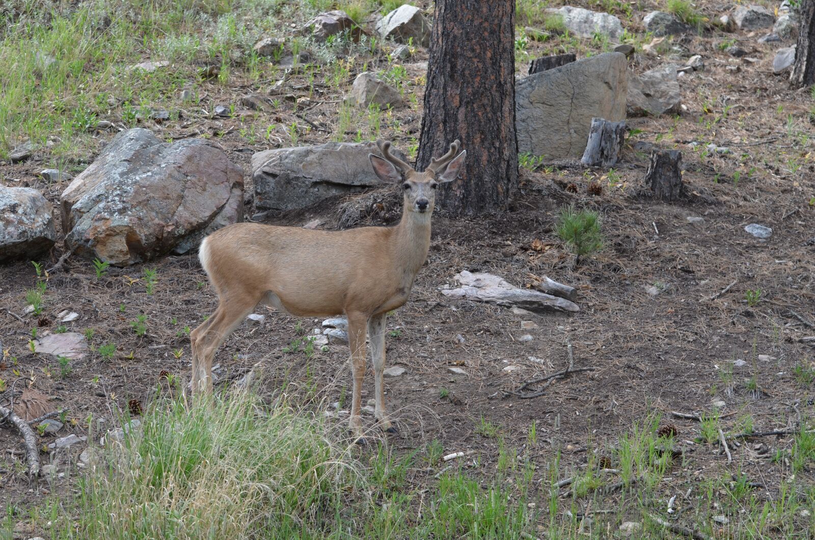 Nikon D7000 sample photo. Deer, custer, park photography