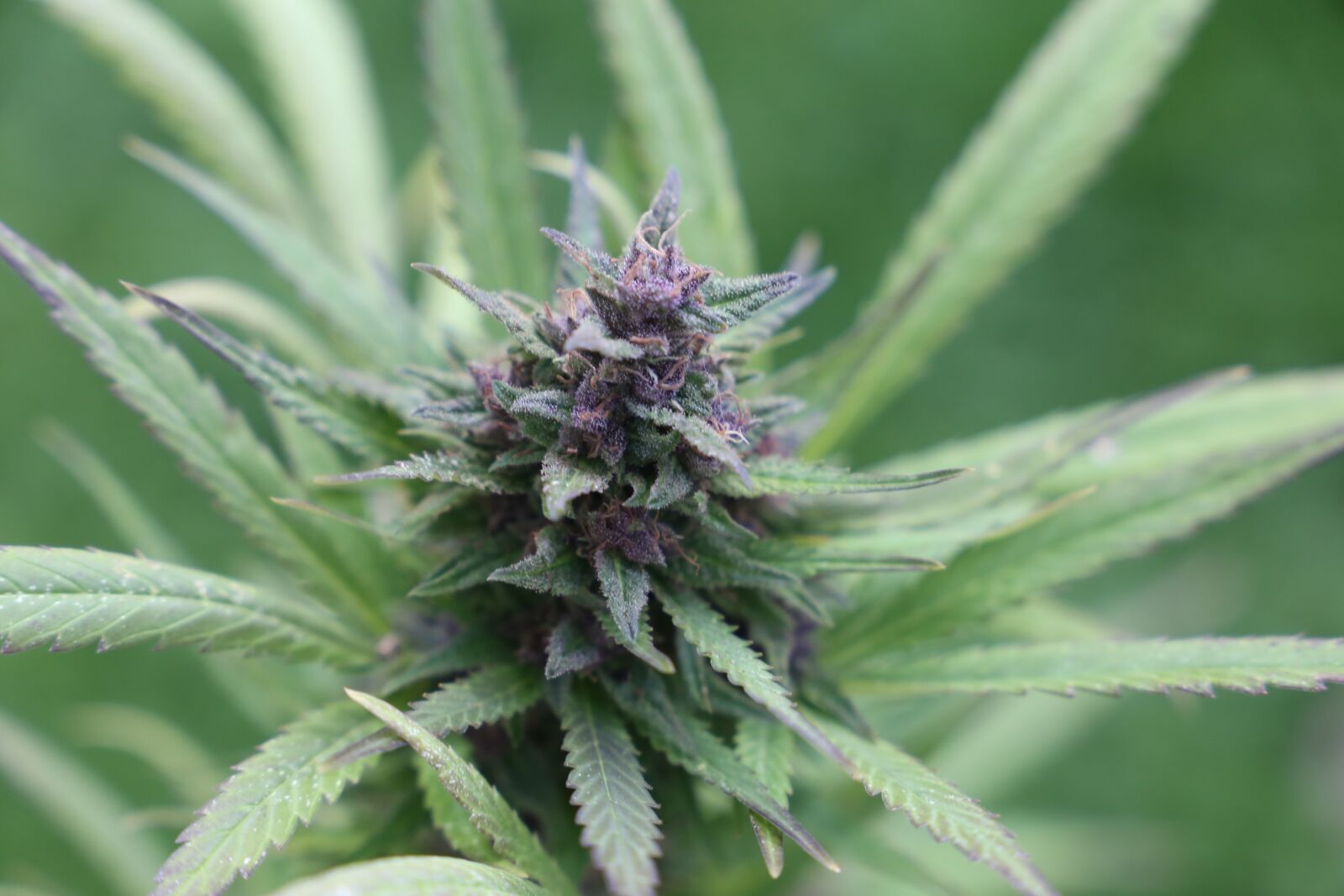 Canon EF 24-105mm F3.5-5.6 IS STM sample photo. Cannabis, bud, grass photography