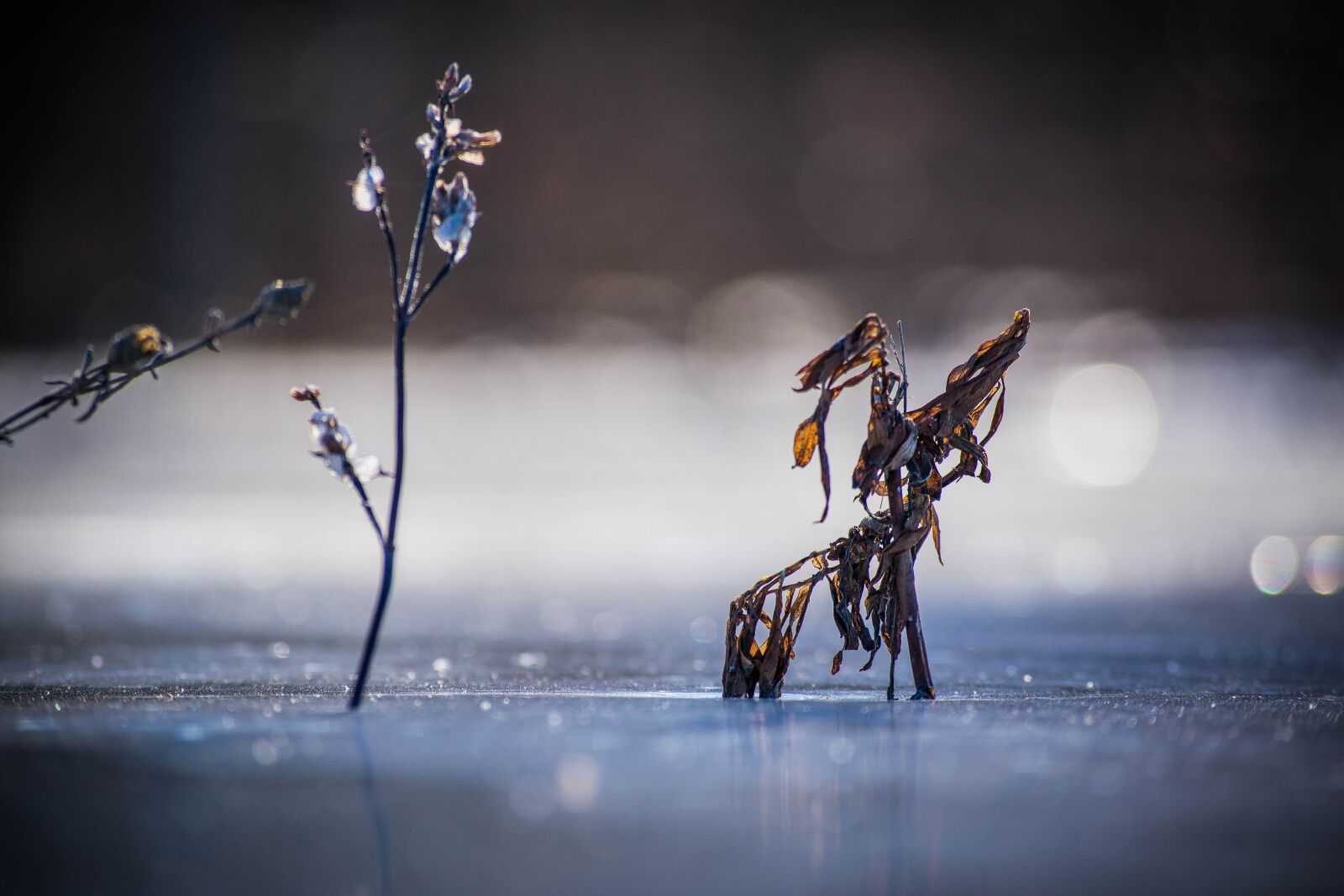 Nikon D3400 sample photo. Ice, leaf, cold photography