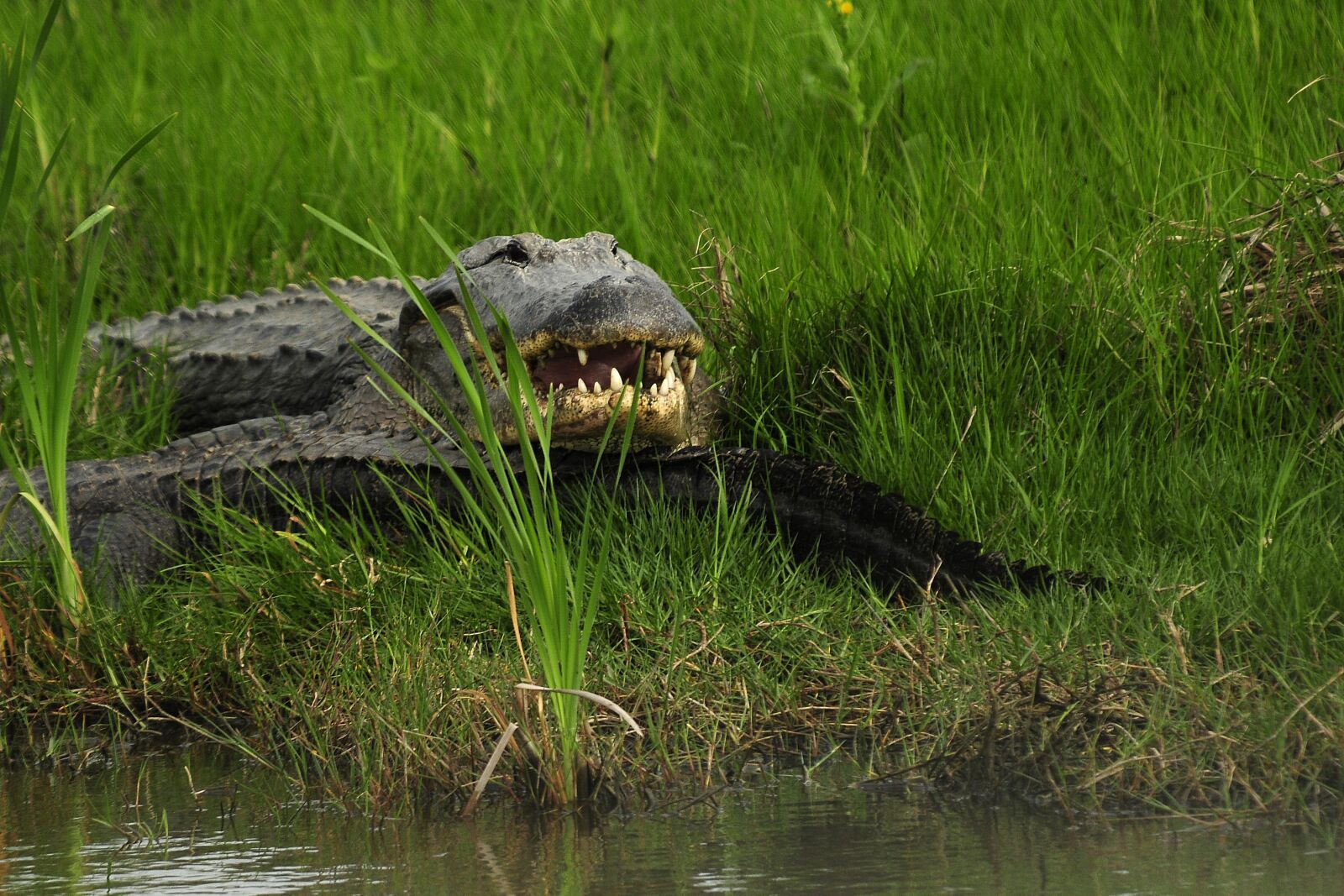 Nikon D300 sample photo. Gator, in wild, alligator photography