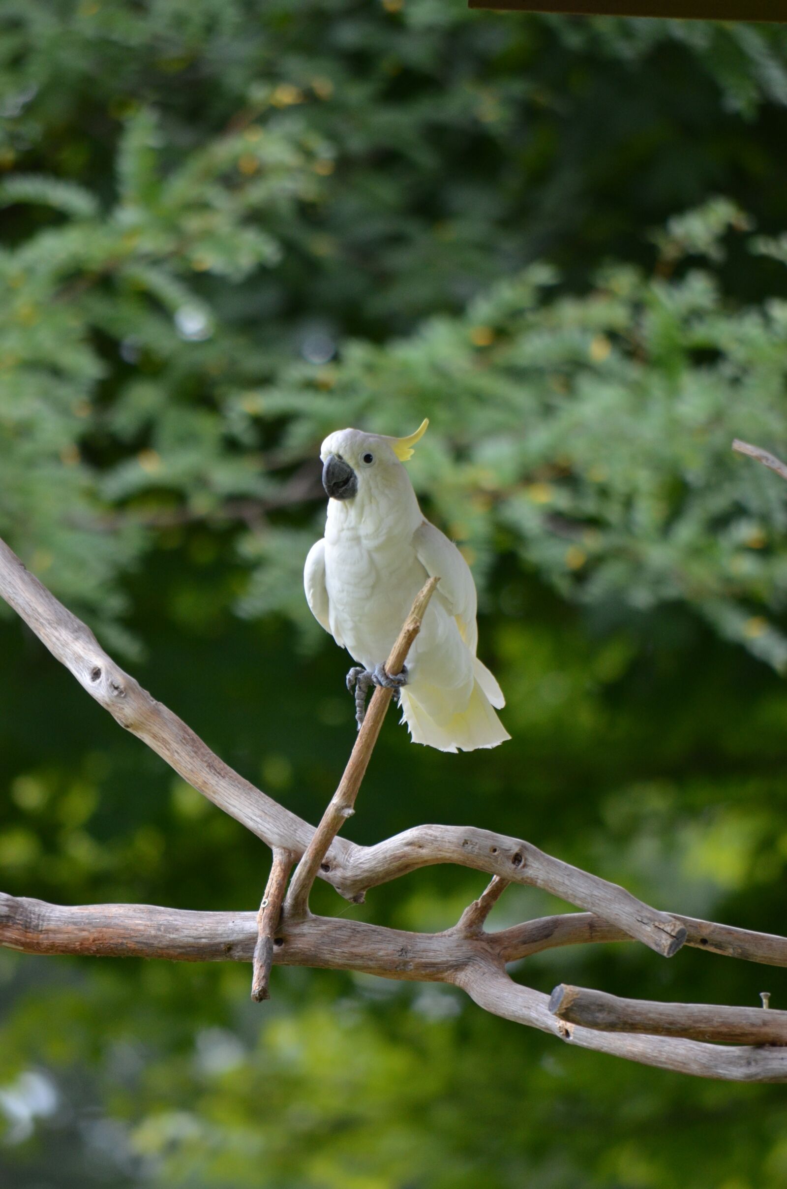 Nikon D7000 sample photo. Cockatoo, bird, beak photography
