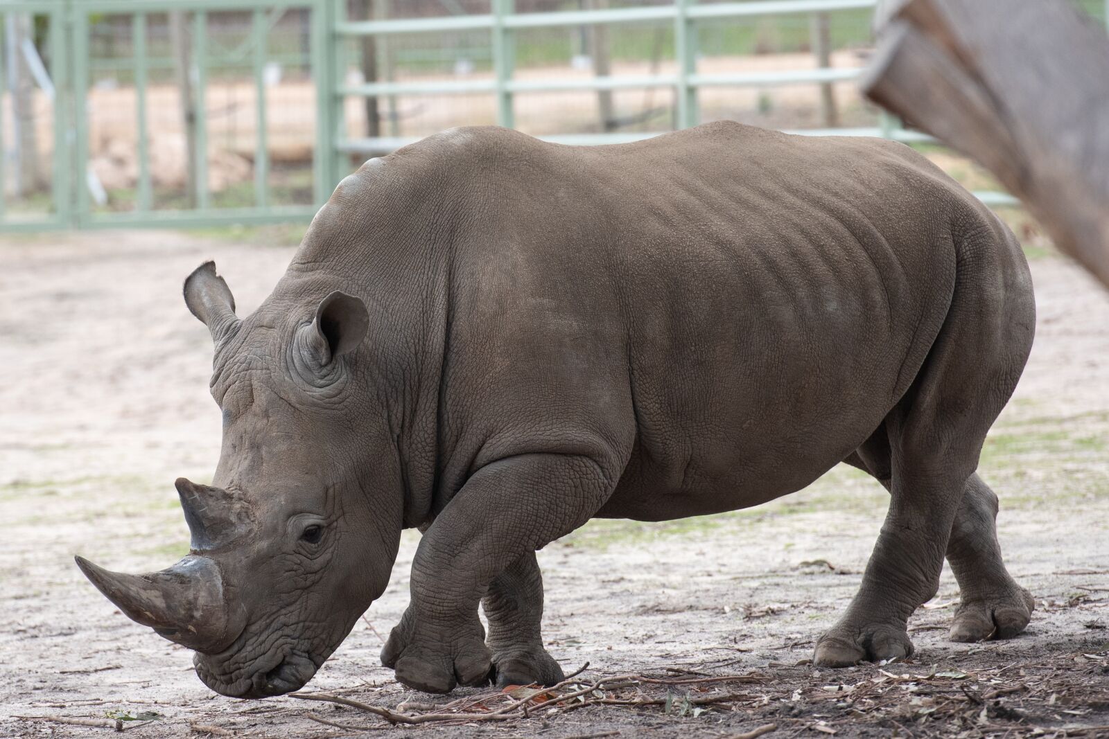 Nikon D750 sample photo. Southern white rhinoceros, southern photography