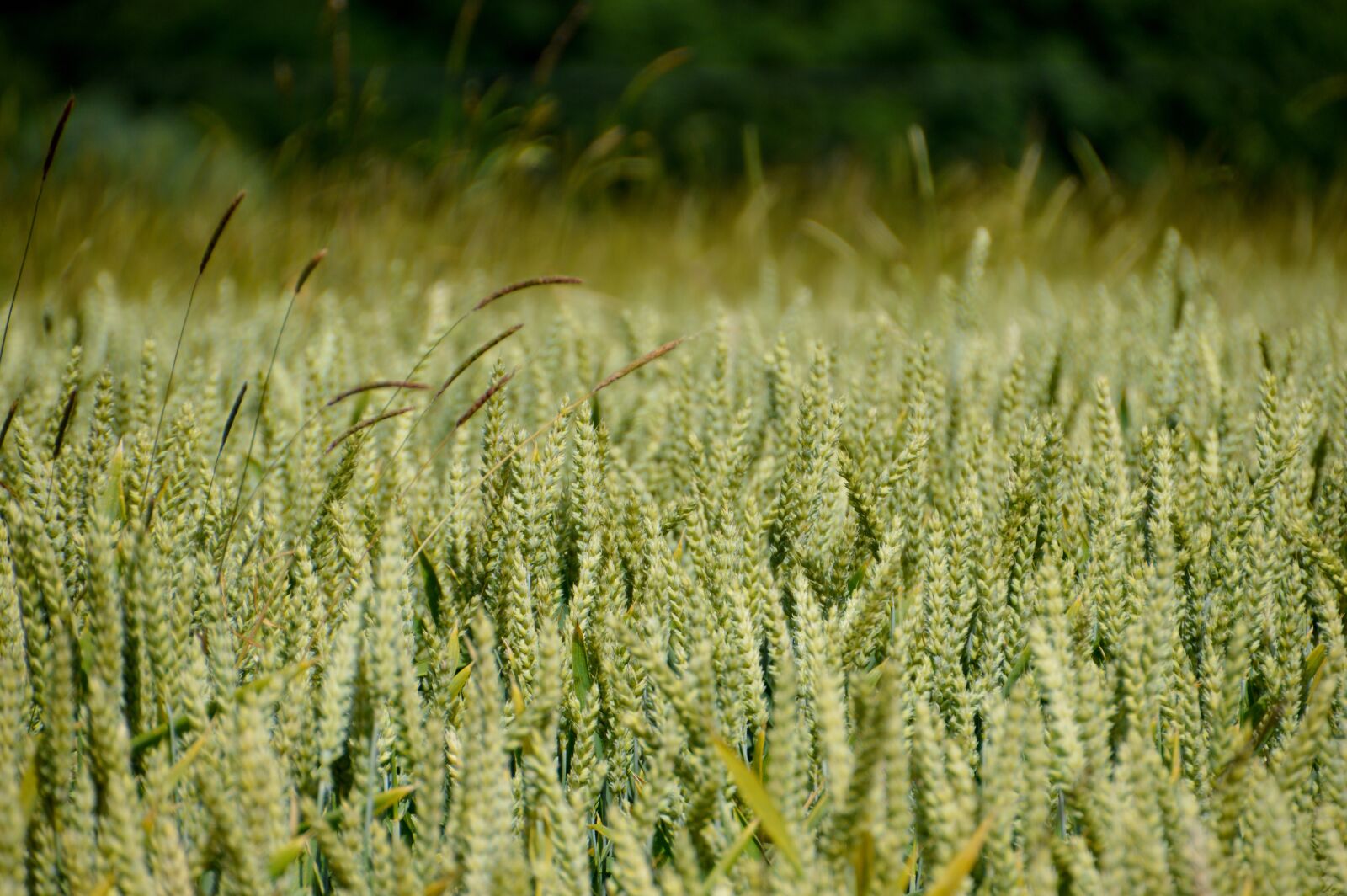 Nikon D3200 sample photo. Field, wheat, harvest photography