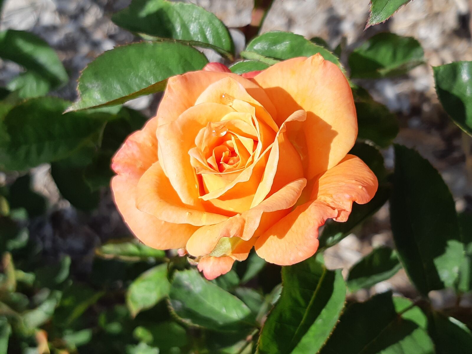 Samsung Galaxy A8(2018) sample photo. Rose, summer, yellow flower photography