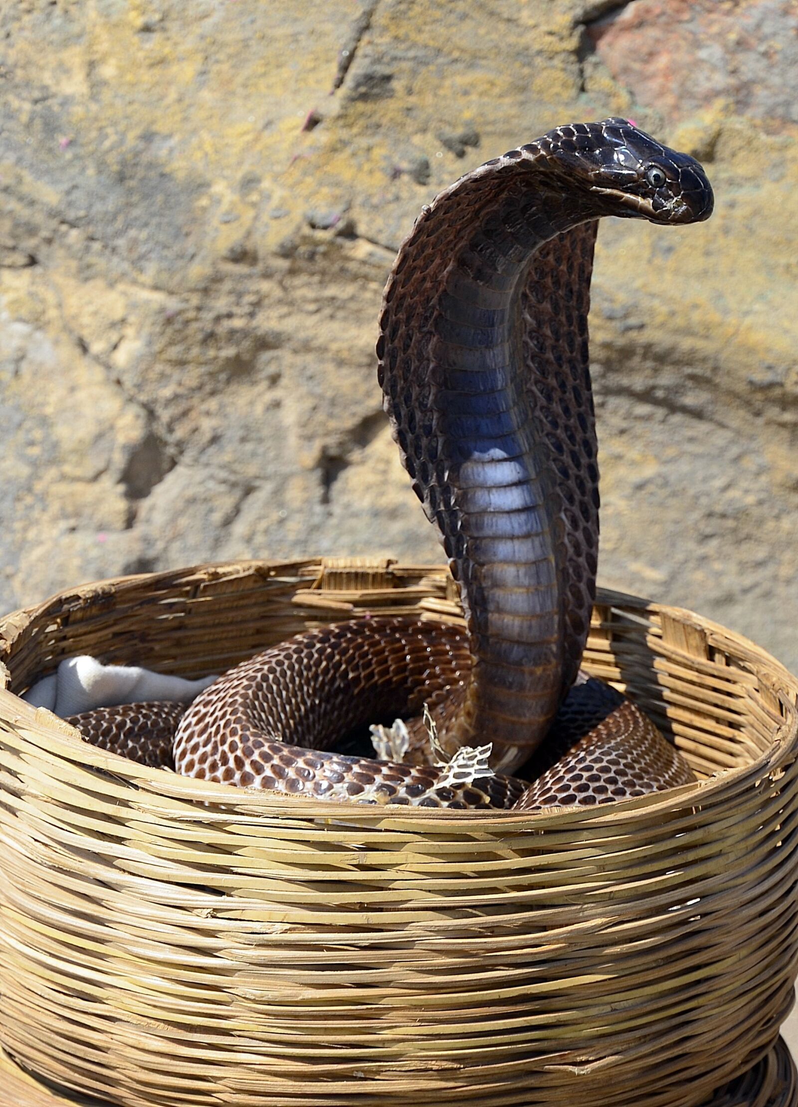 Nikon D5100 sample photo. Cobra, snake, reptile photography