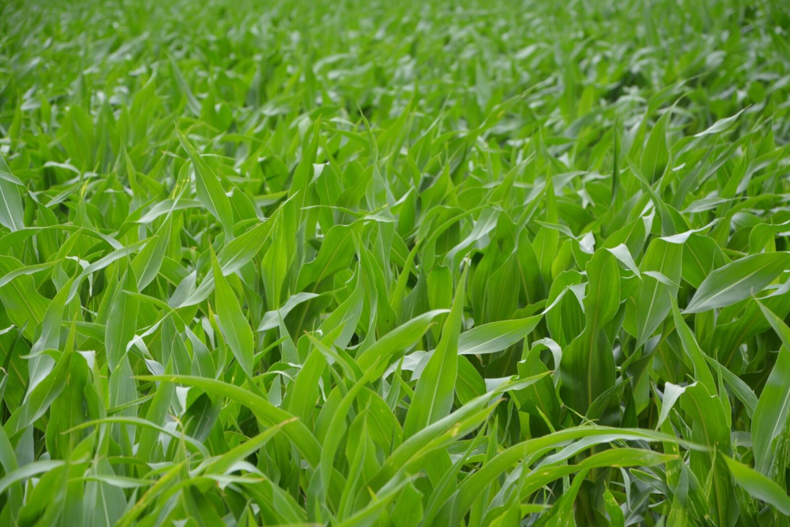 Nikon D5200 sample photo. Fields, corn husks, agriculture photography