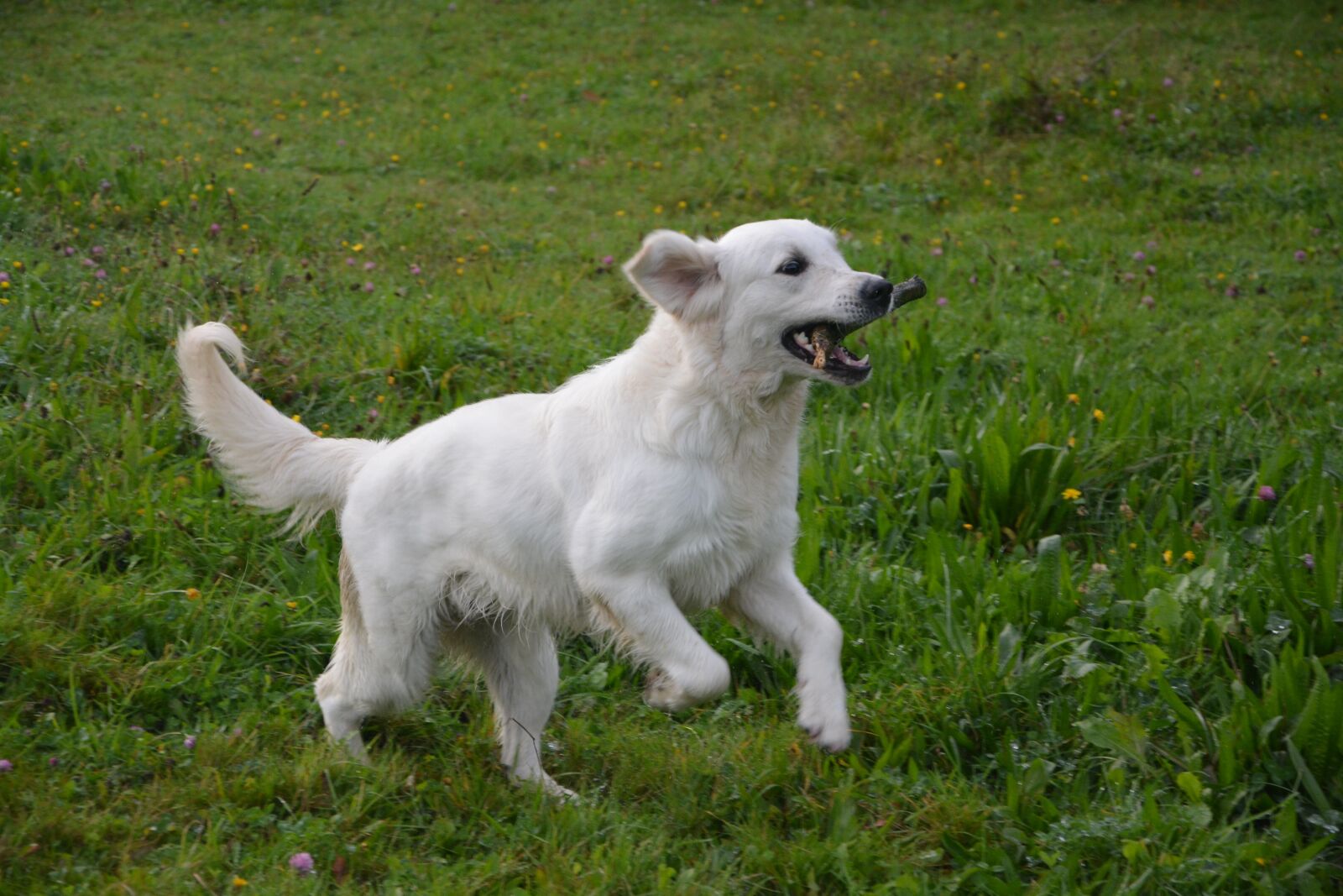 Nikon D5200 sample photo. Dog, dog golden retriever photography