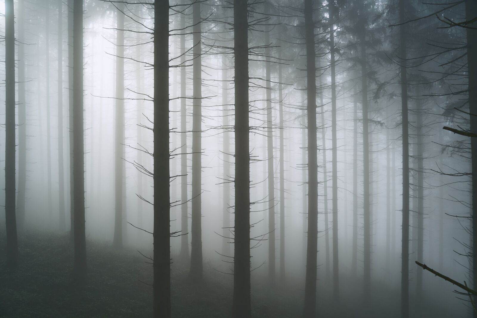 Sony a7 III + Tamron 28-75mm F2.8 Di III RXD sample photo. Forest, fog, autumn photography