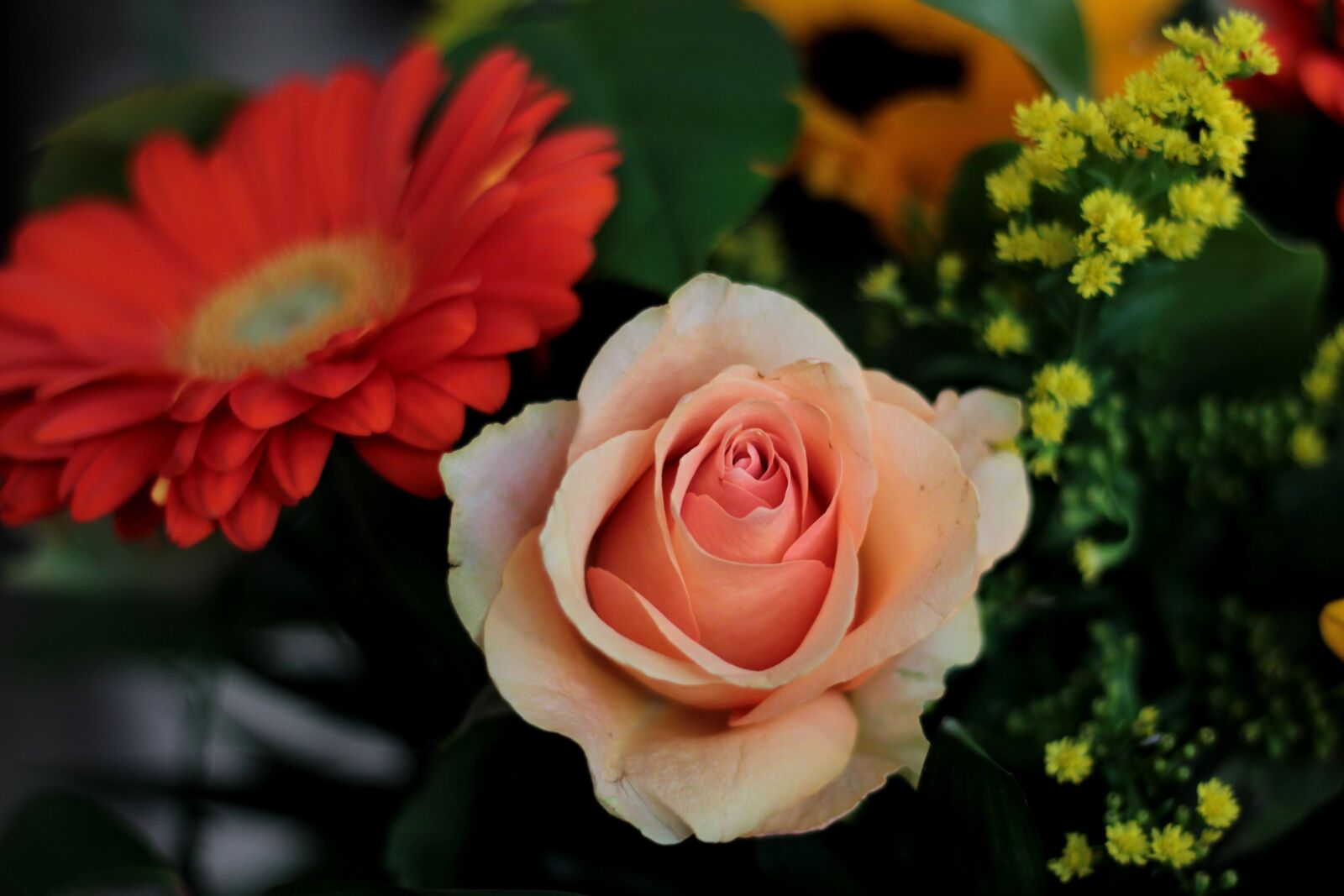 Canon EOS 600D (Rebel EOS T3i / EOS Kiss X5) + Canon EF 50mm F1.8 STM sample photo. Rose, gerbera, salmon photography
