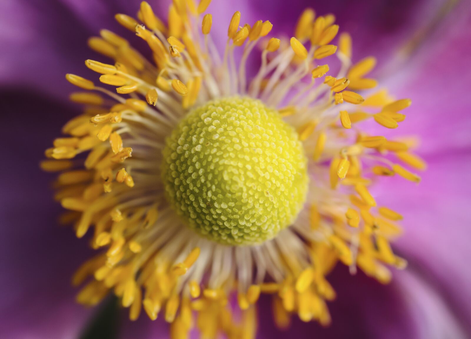 Nikon D300 sample photo. Flower, nature, flora photography