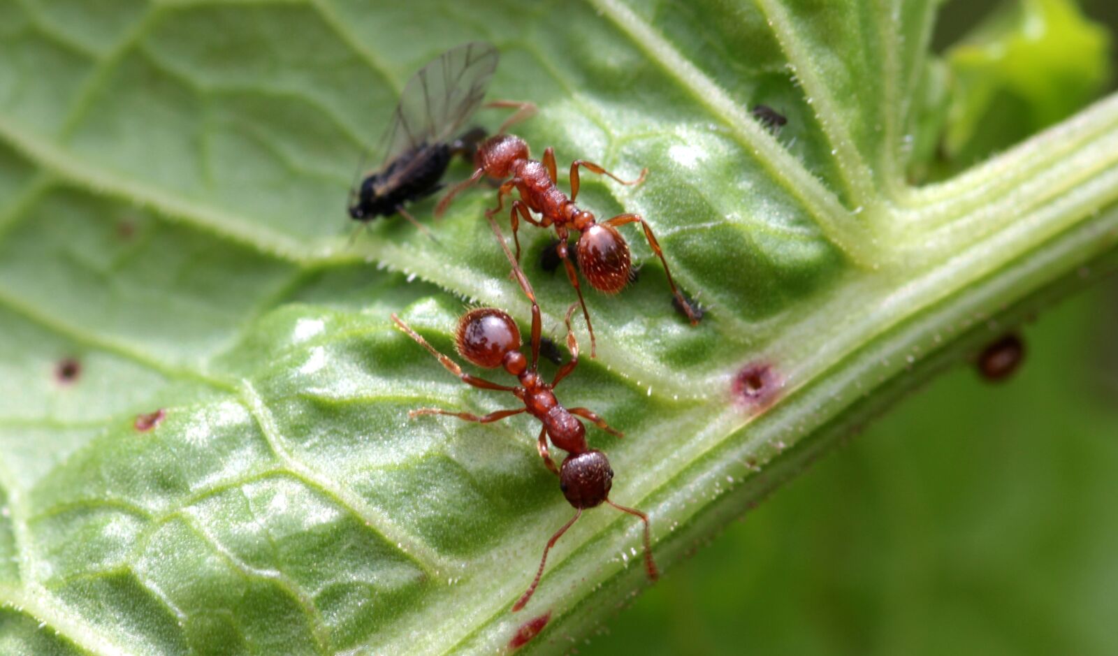 Canon EOS 650D (EOS Rebel T4i / EOS Kiss X6i) sample photo. Red garden ant, myrmica photography