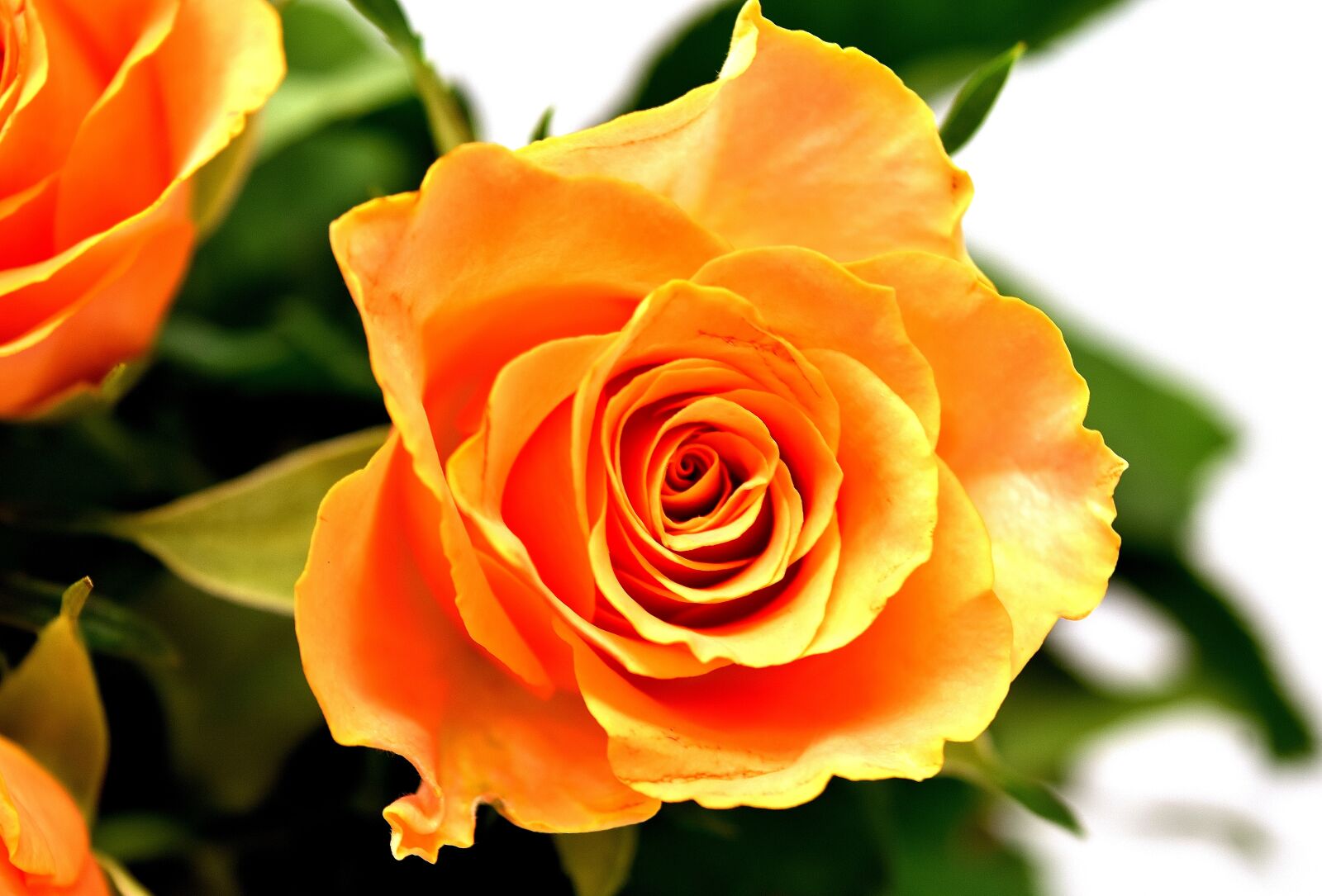 Nikon D7200 sample photo. Roses, flowers, blossom photography