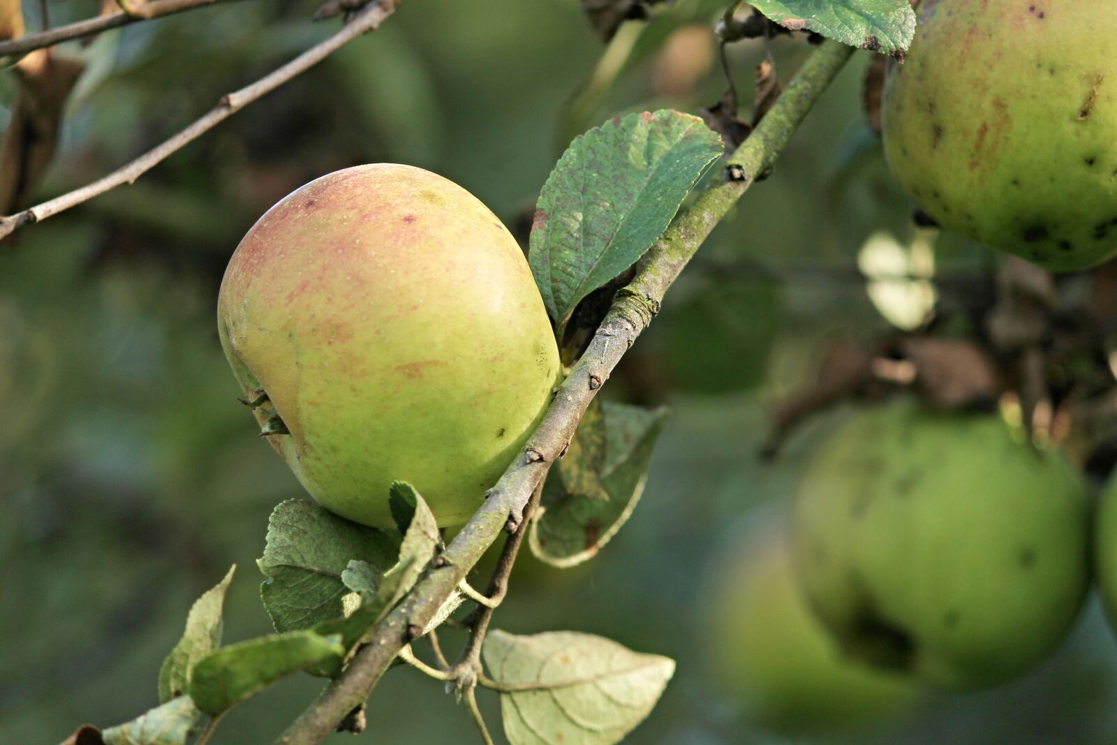 Canon EOS 1100D (EOS Rebel T3 / EOS Kiss X50) sample photo. Apple, apple tree, branch photography