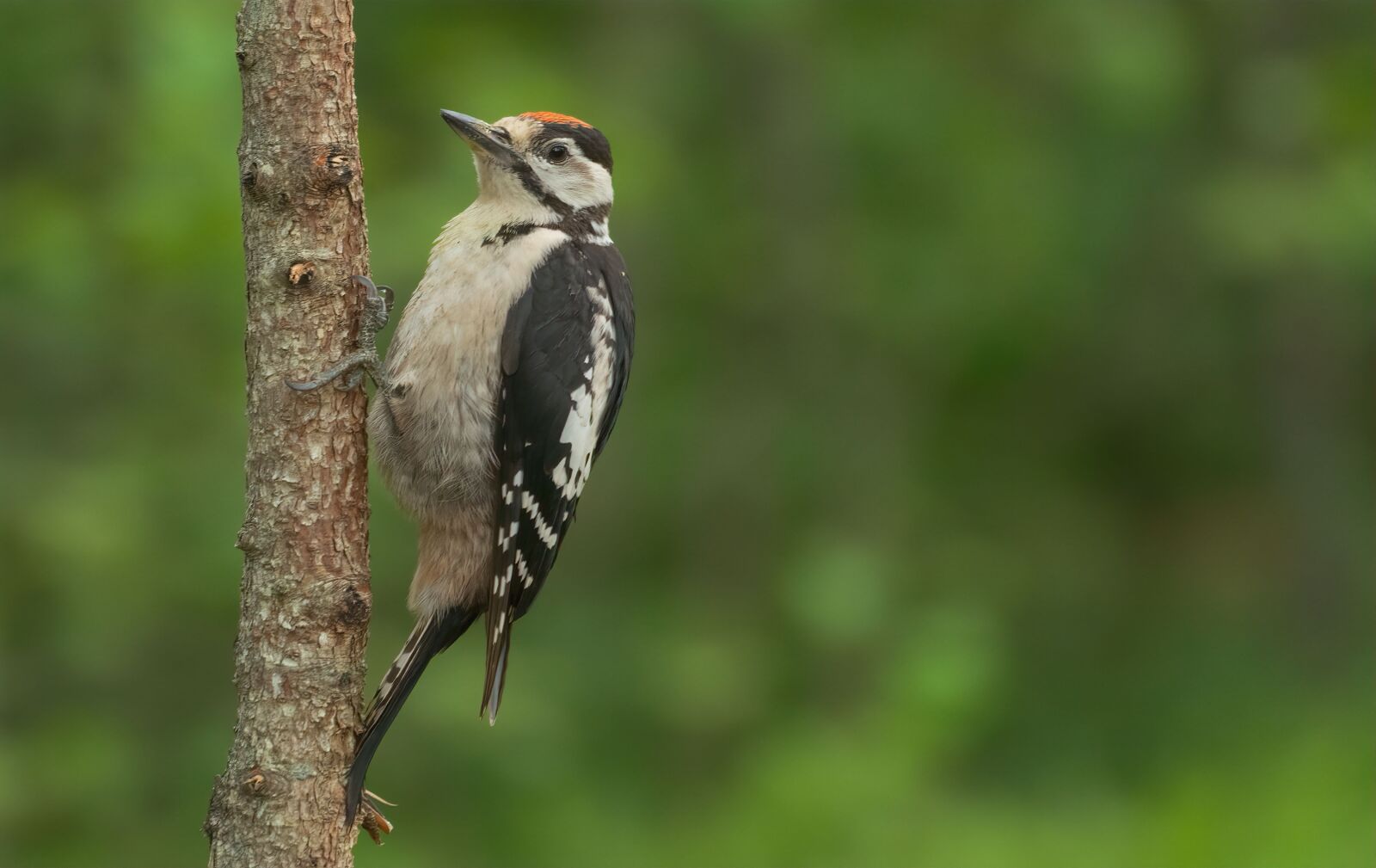 Nikon D7100 sample photo. Woodpecker, bird, forest photography