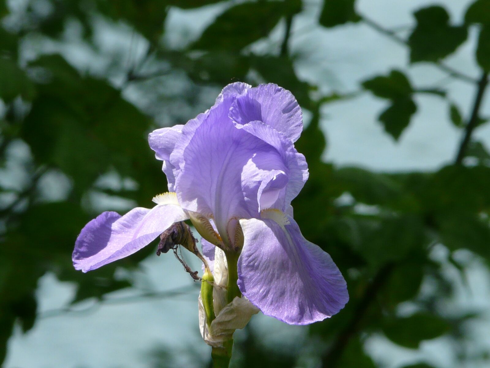 Panasonic DMC-FZ18 sample photo. Purple iris, macro, purple photography