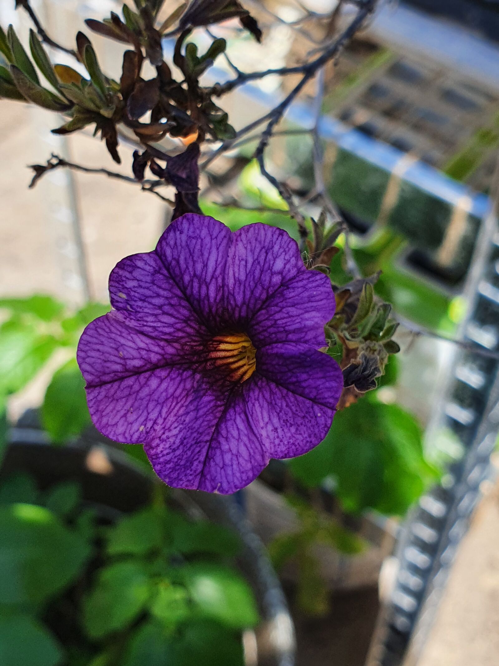 Samsung Galaxy S10 sample photo. Petunia, flower, garden photography