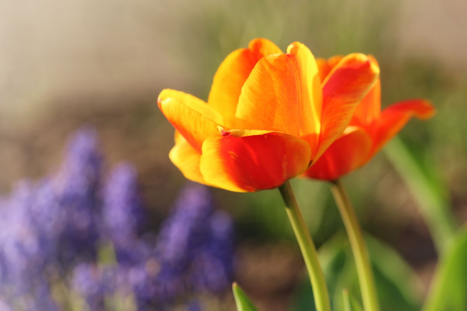Canon EF-S 55-250mm F4-5.6 IS STM sample photo. Tulips, spring, growth photography