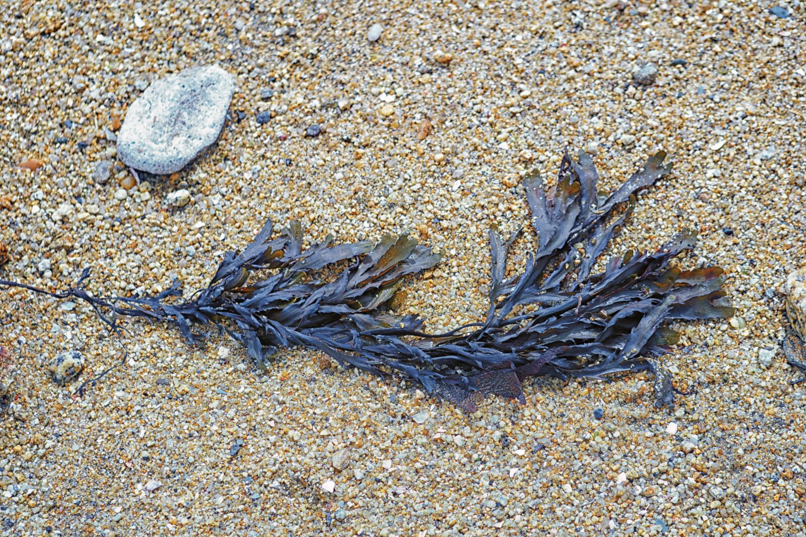 Sony E 55-210mm F4.5-6.3 OSS sample photo. Algae, beach, sand photography