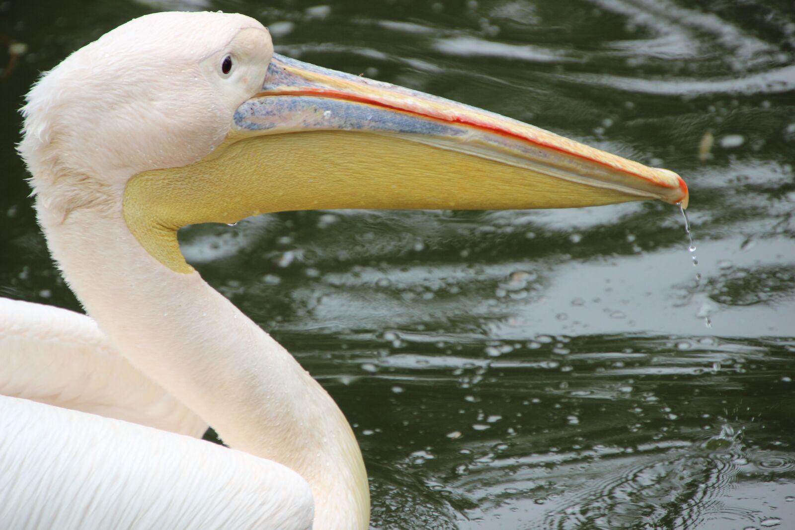 Canon EOS 600D (Rebel EOS T3i / EOS Kiss X5) sample photo. Pelican, bird, water bird photography