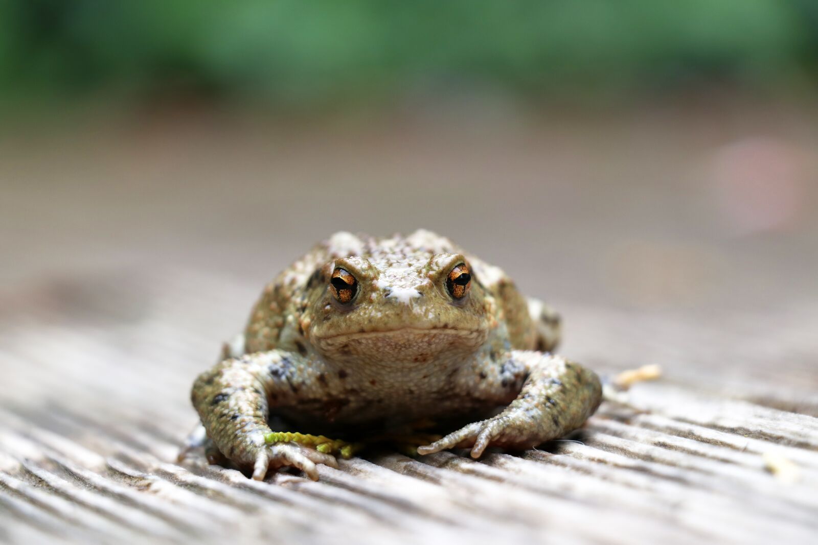 Canon EOS 80D sample photo. Toad, animals, amphibian photography