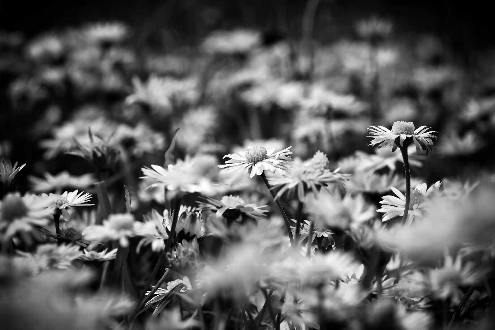 Olympus OM-D E-M10 sample photo. Daisies, dandelion, white photography