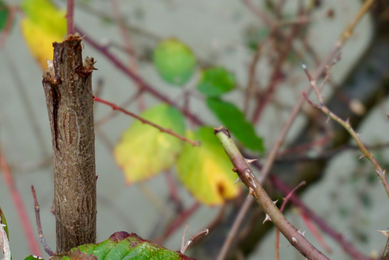 Sony a5100 + Sony E 16-50mm F3.5-5.6 PZ OSS sample photo. Colors, leaf, nature, theme photography