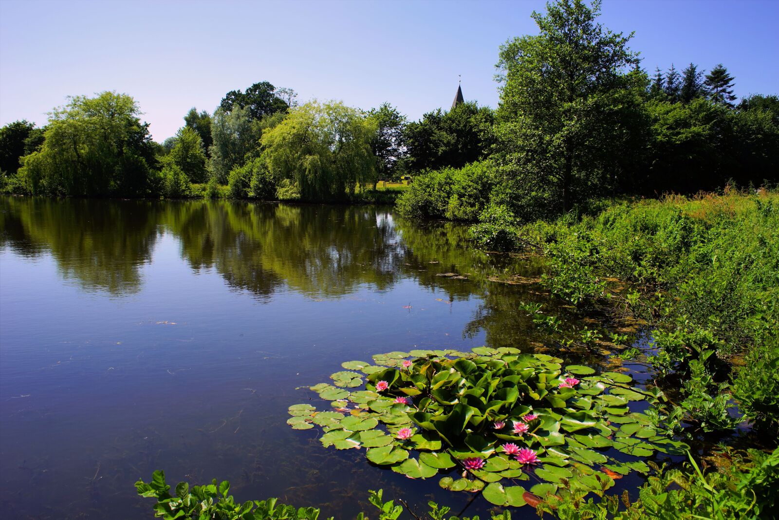 Sony a99 II sample photo. Lake, trees, water lilies photography