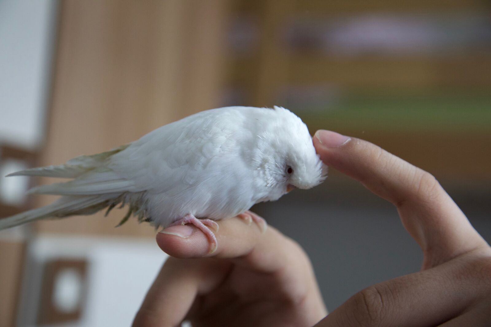 Canon EOS 5D Mark II sample photo. Hand stroking, parrot, pet photography